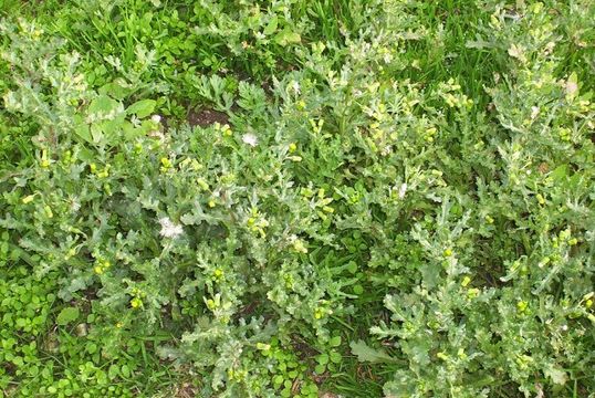 Image of groundsel