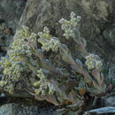 Image of Feather River stonecrop