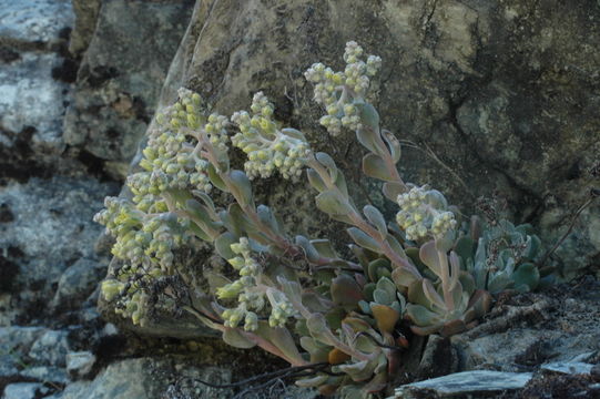 Sivun Sedum albomarginatum R. T. Clausen kuva