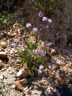 Image of hiddenflower phacelia