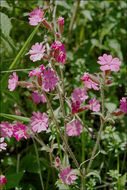 Image of red catchfly