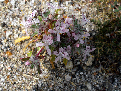 Image of Schott's calico