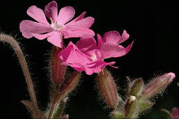 Image of red catchfly