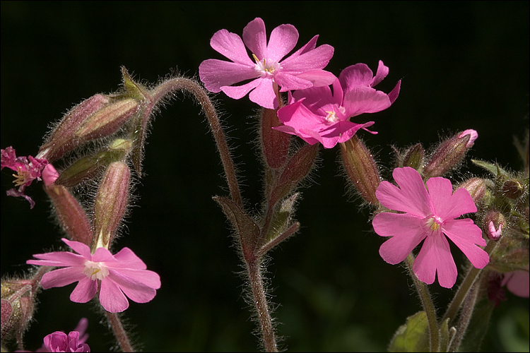 Image of red catchfly