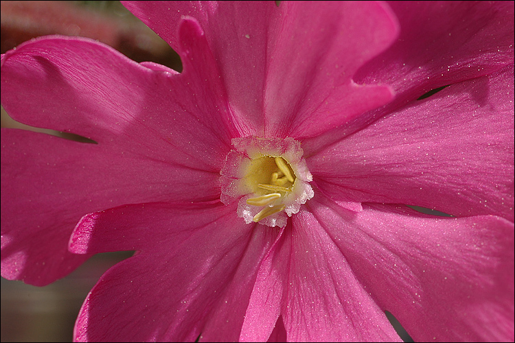 Image of red catchfly