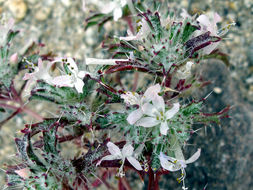 Image of Schott's calico