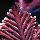 Image de Corallina officinalis var. chilensis