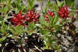 Image of Salix alpina Scop.