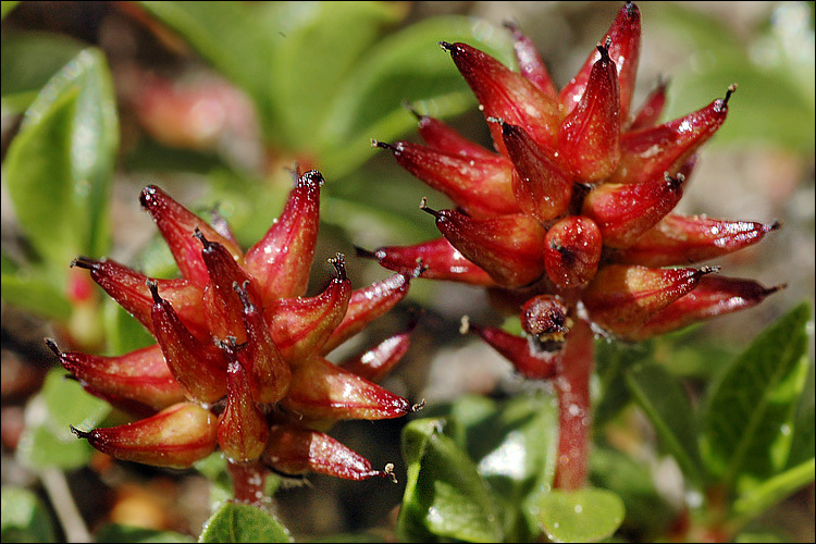 Image of Salix alpina Scop.