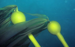 Image of Kelp