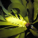 Image of Pterygophora californica