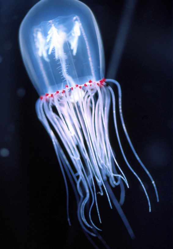 Image of penicillate jellyfish