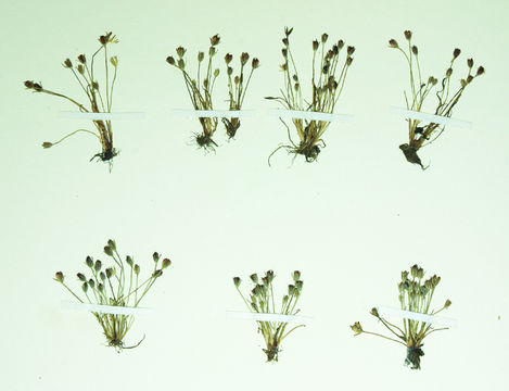 Слика од Juncus uncialis Greene