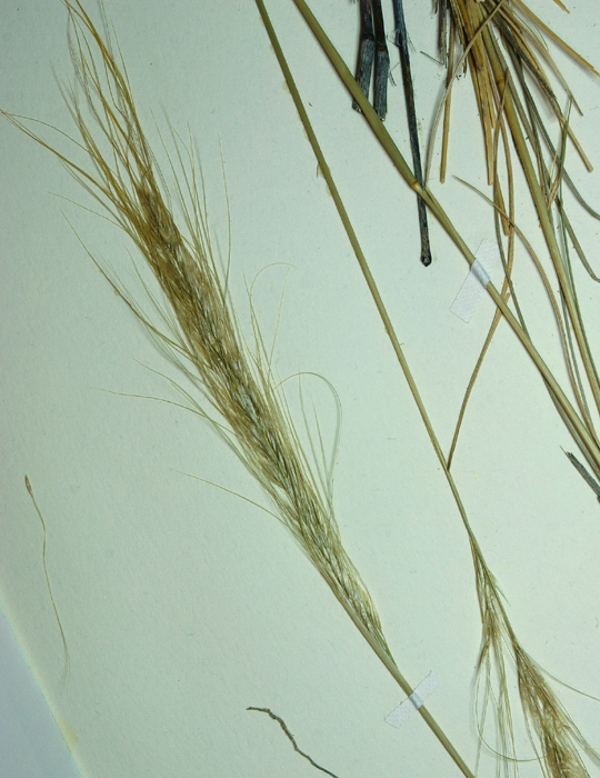 Stipa arida M. E. Jones resmi