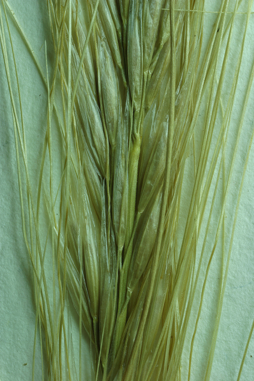 Stipa arida M. E. Jones resmi