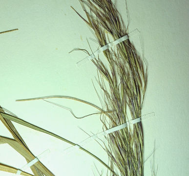 Image of giant ricegrass