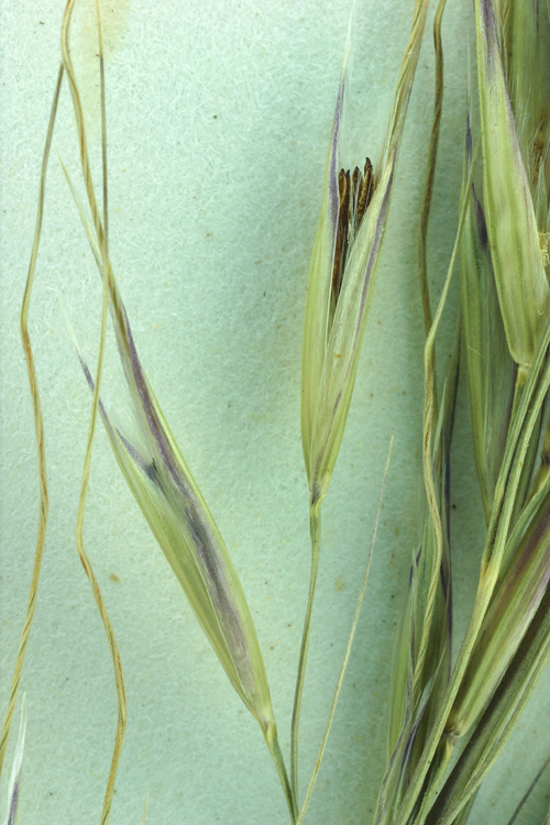 Imagem de Stipa coronata Thurb.