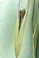 Imagem de Stipa coronata Thurb.