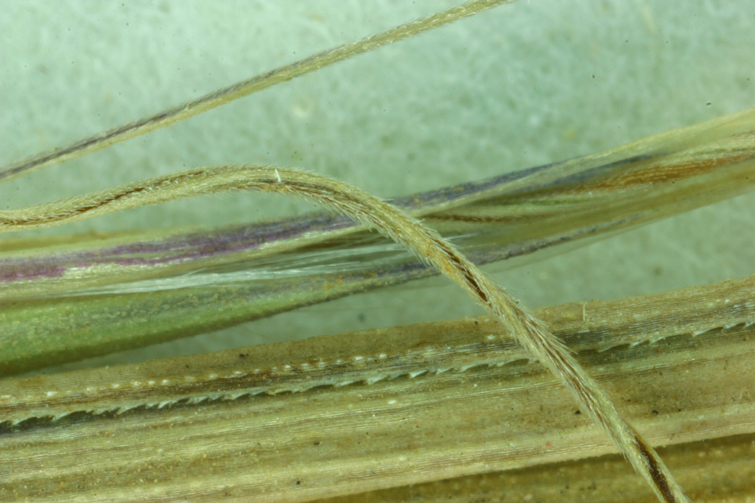 Imagem de Stipa coronata Thurb.