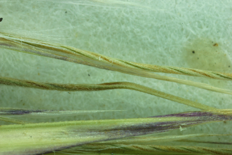 Imagem de Stipa coronata Thurb.