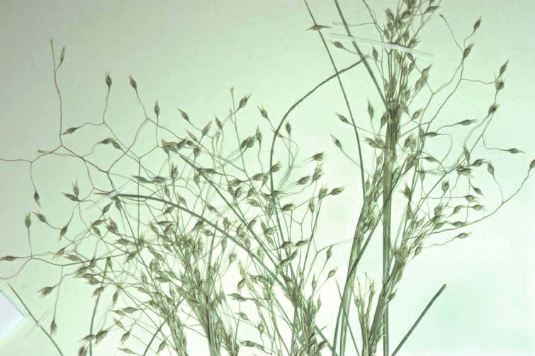 Image of Indian Rice Grass