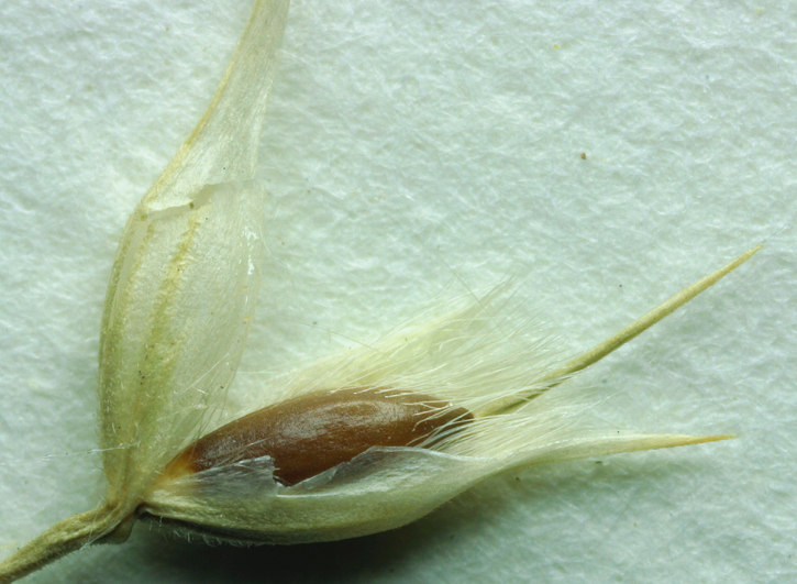 Image of Indian Rice Grass