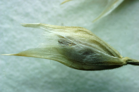 Image of Indian Rice Grass
