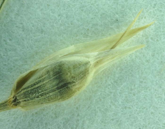 صورة Eriocoma hymenoides (Roem. & Schult.) Rydb.