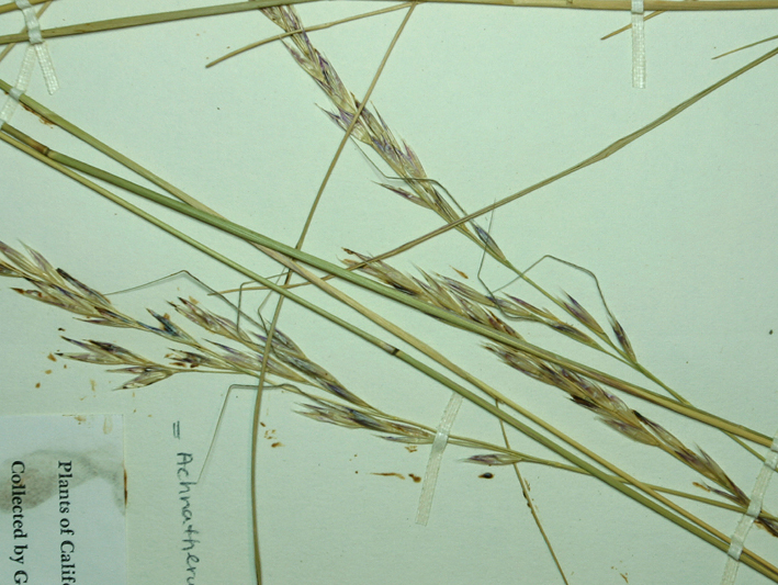 Слика од Stipa latiglumis Swallen