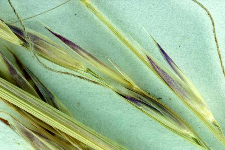 Слика од Stipa latiglumis Swallen