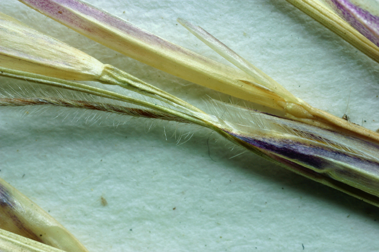 Слика од Stipa latiglumis Swallen