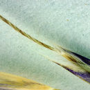 Image of Sierra needlegrass