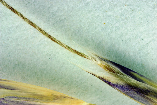 Stipa latiglumis Swallen resmi