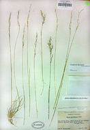 Image of Letterman's needlegrass