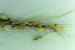 Image of Letterman's needlegrass