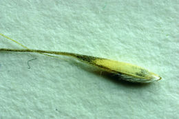 Image of Letterman's needlegrass