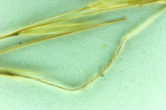 Image of Nevada needlegrass