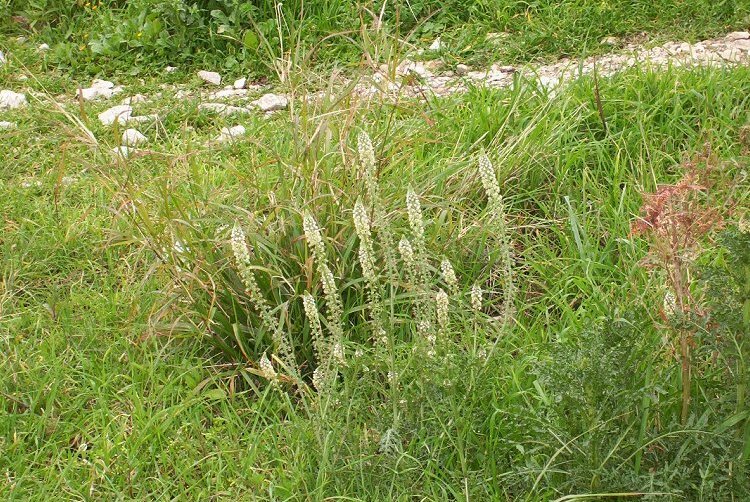 Image of white mignonette