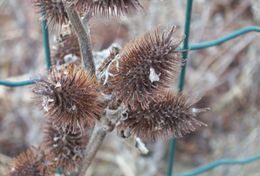 Imagem de Xanthium strumarium L.