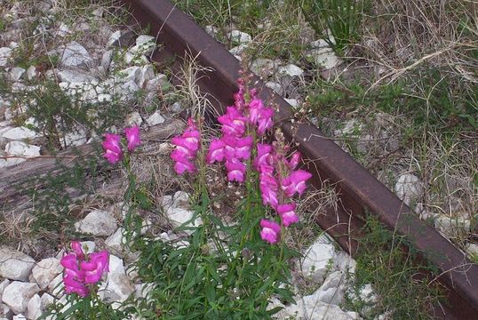 Image of garden snapdragon