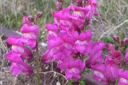 Image de Muflier à grandes fleurs