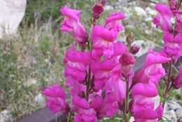 Image of garden snapdragon