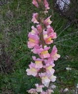 Image of garden snapdragon