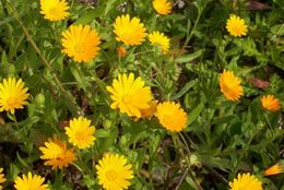 Image of field marigold