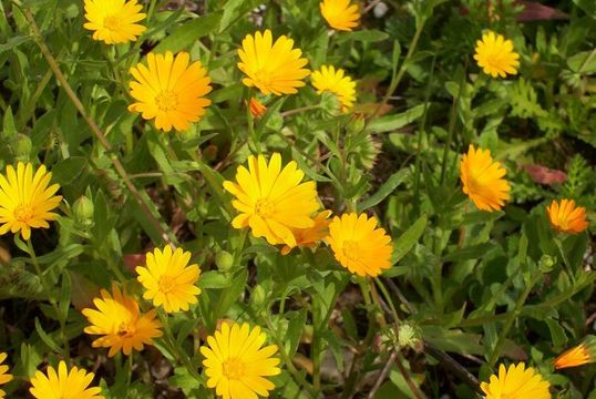 Image of field marigold