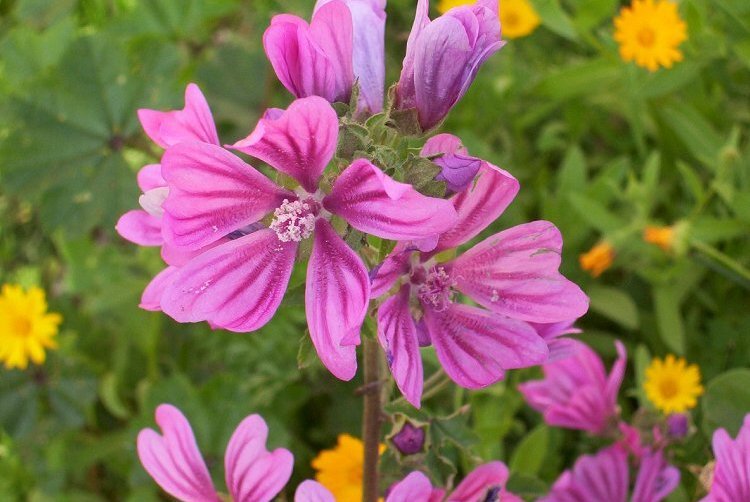 Image of high mallow