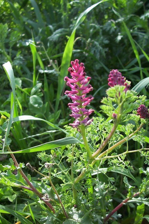 Image of Common Fumitory