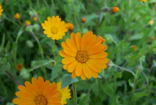 Image of field marigold