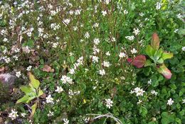 Image of hairy bittercress