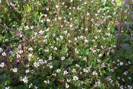 Imagem de Cardamine hirsuta L.